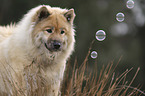 Eurasian Dog portrait