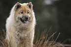 Eurasian Dog portrait
