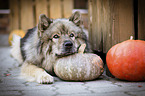lying Eurasian Dog