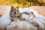 lying Eurasian Dog
