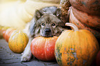 lying Eurasian Dog
