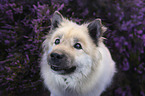 Eurasian Dog portrait