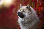 Eurasian Dog portrait
