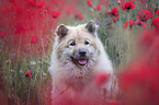 Eurasian Dog portrait