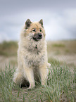 sitting Eurasian Dog