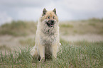 sitting Eurasian Dog
