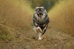 running Eurasian Dog