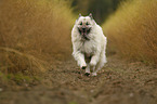 running Eurasian Dog