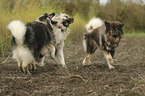 3 Eurasian Dogs