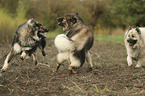 3 Eurasian Dogs