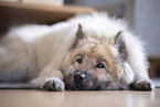 Eurasian Dog in the apartment