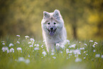 eurasian dog puppy