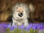 lying eurasian dog
