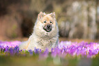 lying eurasian dog