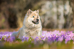 lying eurasian dog