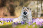 lying eurasian dog