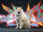sitting eurasian dog