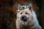 eurasian dog portrait