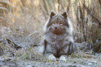lying urasian dog