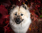 eurasian