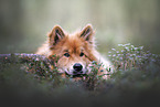 Eurasier