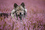 Eurasier