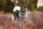 Eurasier