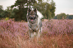 Eurasier