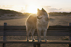 Eurasier