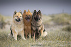 Eurasier
