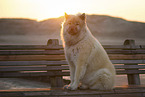 Eurasier