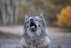 Eurasier