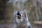 Eurasier