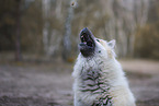Eurasier