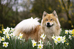 Eurasier