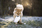 Eurasier