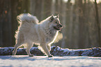 Eurasier