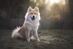 Eurasier