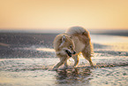 Eurasier