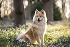 Eurasier