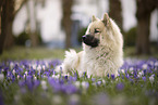 Eurasier