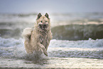 Eurasier