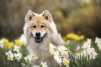 Eurasier