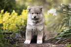 Eurasier puppy