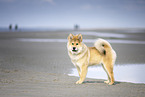 Eurasier puppy