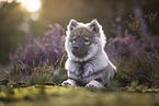 Eurasier puppy