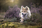 Eurasier puppy