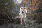 Eurasier puppy