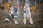 Eurasier puppy