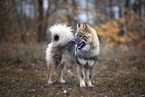 Eurasier puppy